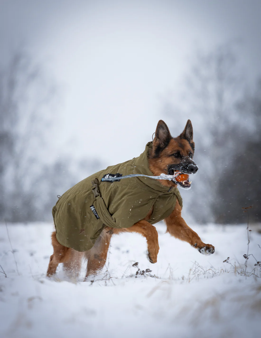 German Shepherd wearing a green coat joyfully runs through a snowy field, carrying a ball in its mouth on a cold, overcast day.